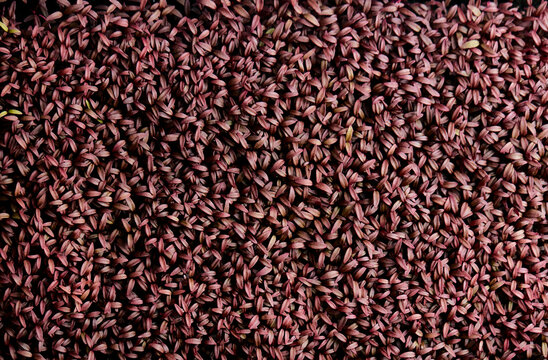 Tightly packed Amaranth Aztec microgreen seedlings shot from above