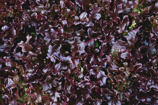 High angle close up of purple collard greens.