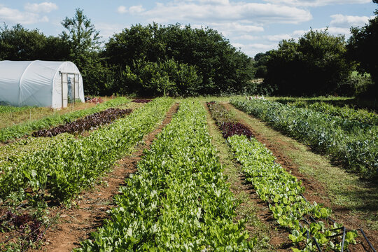 View along rows of vegetables in a field, poly tunnel in background.