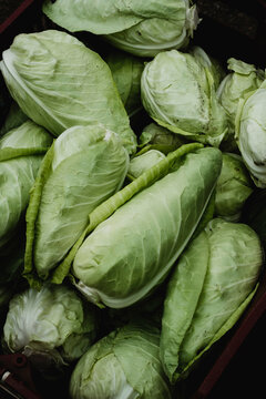 High angle close up of freshly picked Hispi cabbages.