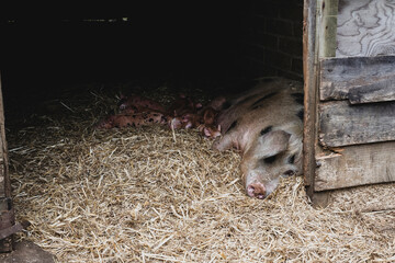 Gloucester Old Spot sow and piglets lying on straw in a sty.