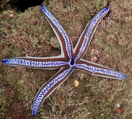 Costa Rica Pacific sea life