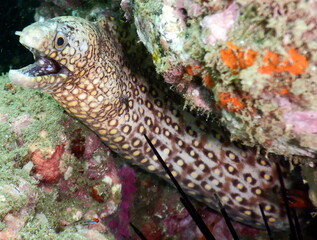 Costa Rica Pacific sea life