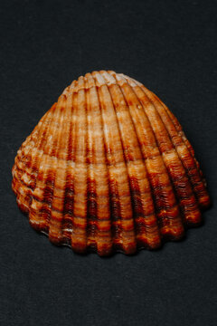 close up. sea shell on black background. High quality photo