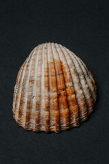 close up. sea shell on black background. High quality photo