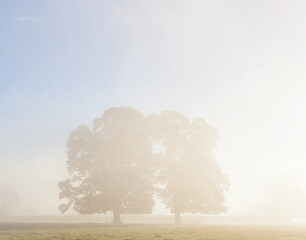 Sunrise, silhouette of large oak trees in the Usk Valley