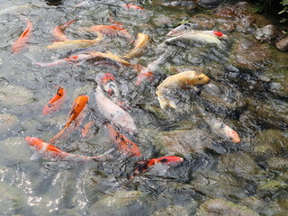 colorful Cyprinus carpio are swimming in the koi pound  design for Aisa gardening design style