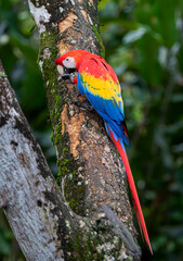 Scarlet Macaw perched on a branch in the tropical jungles of Costa Rica