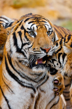 Portrait of an Indochinese tiger, Corbett's tiger, Panthera tigris corbetti