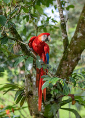 Scarlet Macaw perched on a branch in the tropical jungles of Costa Rica