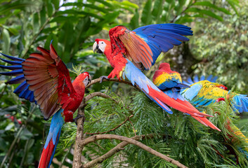 Scarlet Macaws perched on a branch in the tropical jungles of Costa Rica