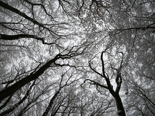 Winter snowy trees, with snow sitting on the branches. 
