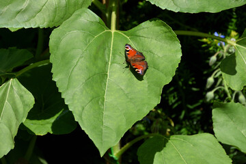 tagpfauenauge schmetterling auf grünem blatt in herz form