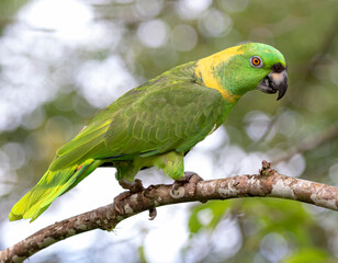 Yellow-Napped Amazon parrot perched on a branch in Costa Rica © Jim Cumming