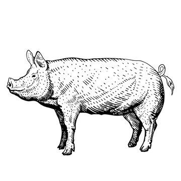 pig sketch, freehand drawing, vector black and white illustration. pig icon on white background, isolated