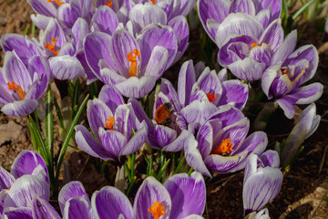 Bumblebees and bees pollinate crocus flowers in early spring