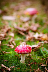 Pirianda Gardens Fungi in Victoria Australia