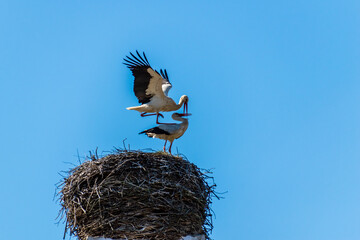 A pair of storks kiss in their nest..