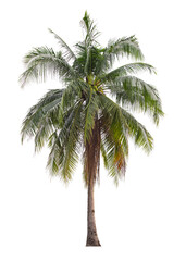 Fototapeta na wymiar Coconut tree isolated on white.