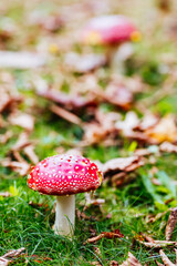 Pirianda Gardens Fungi in Victoria Australia
