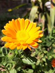 orange flower in the garden