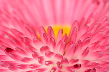 beautıful pınk flower macro shot