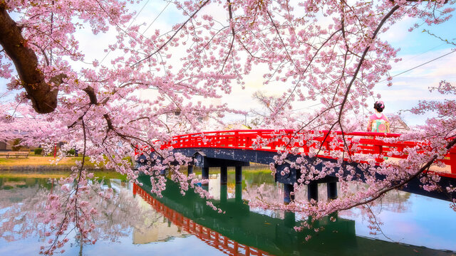 Full bloom Sakura - Cherry Blossom  at Hirosaki park, one of the most beautiful sakura spot in Tohoku region and Japan