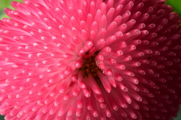 beautıful pınk flower macro shot