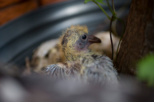 Newbord Baby Pidgeon Resting in its Nest