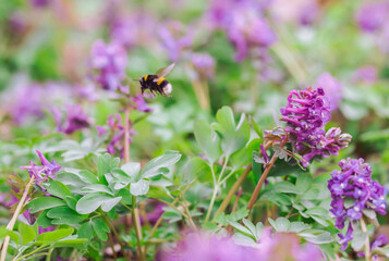 Bumblebee collects pollen from wildflowers. Photo in motion