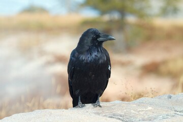 raven on the rock
