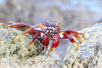 rote_Klippenkrabbe