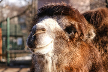 Smiling camel looks into the camera lens