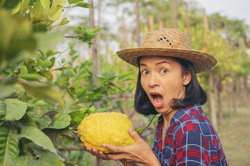 Portrait of happy farmer sme owner asian woman work on picking ripe lemans in cultivating spring season.ripe lemons hanging on tree. growing lemon agriculture organic vegan farm,woman is excited,Wow