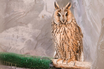 A close up of an owl perched on a post and staring forward.