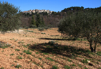 Perched on a steep hill, the village of Grambois is seen from an olive grove below on a February afternoon (Vaucluse, Lubéron, France)