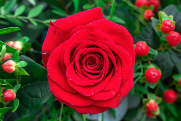 A single rose closeup background