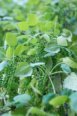 Background of green birch branches with earrings growing