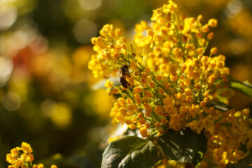 Bee collects nectar on blossoming beautyful yellow Mahonia repens - honey tree