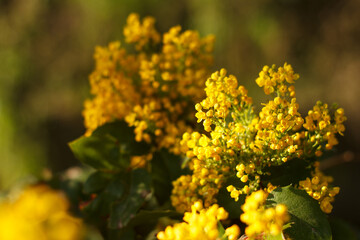 Mahonia repens yellow beautiful honey tree blooms in the garden