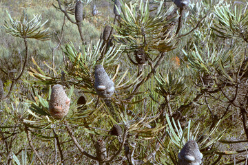Branches with fruiting cones of firewood banksia (Banksia menziesii) endemic to Western Australia