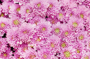 Beautiful dandelion background, pattern of pink flowers is blooming in the garden.