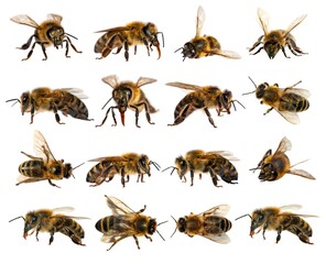 bee isolated, Set sixteen bees or honeybees Apis Mellifera