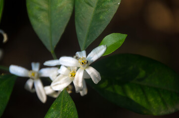 Fresh lemon flower on dark background.