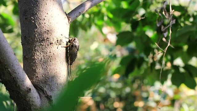 Close-up of sun shining on a ringing cicada staying on a tree trunk