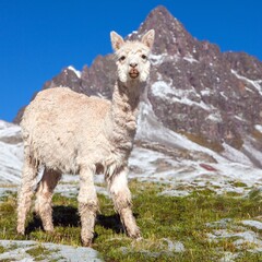 llama or lama on snowy mountain