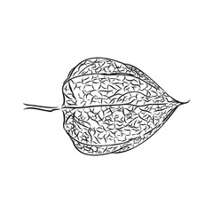 Physalis autotraced vector sketch, greyscale. physalis, vector sketch on a white background