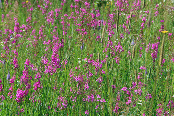 Obraz premium Flowers of Chamaenerion angustifolium blooming in summer field. Closeup