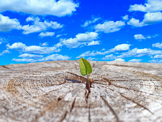 Leaf growing in place of sawn tree. Ecological problems. Deforestation