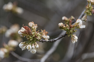 Kirschblüte Nahaufnahme